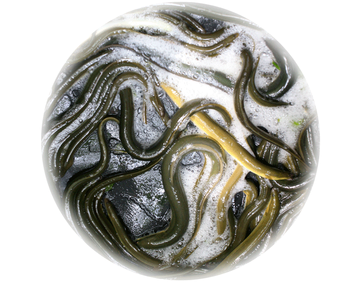 Anguilles enroulées