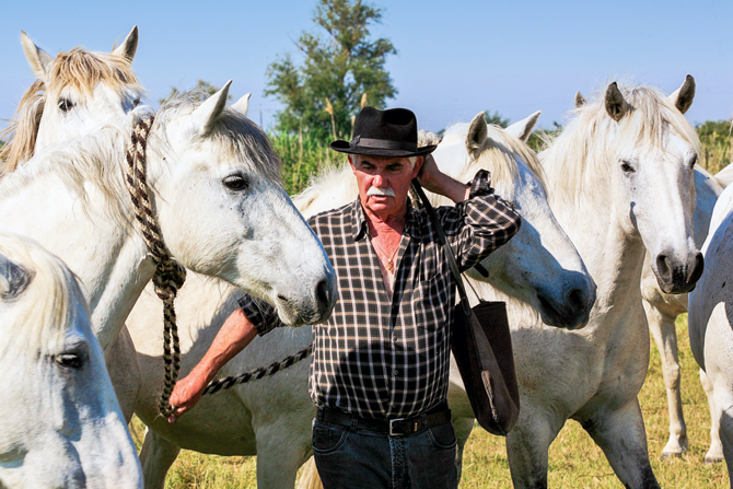 Manadier avec ses chevaux camarguais