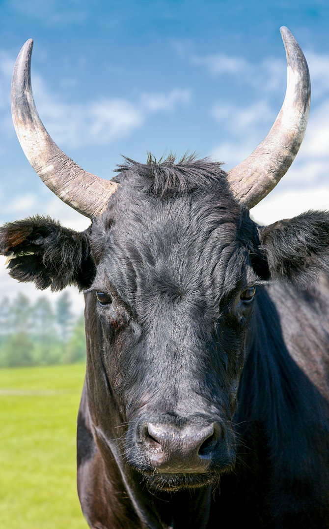 Têtre de taureau de Camargue