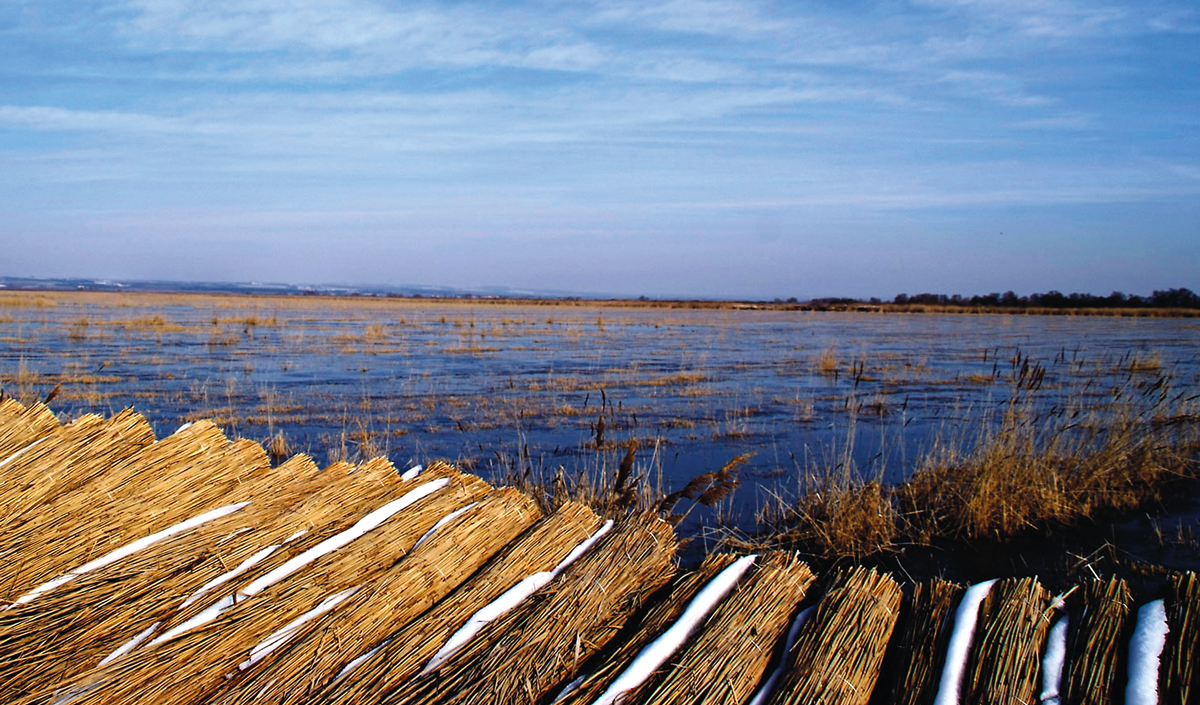 Sagne emballée avec étang en arrière-plan